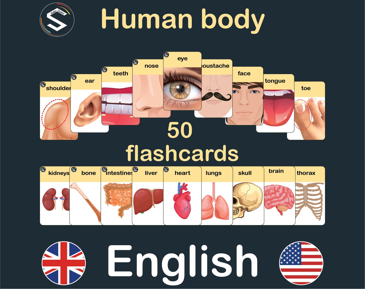 English Body Parts Flashcards: Human Anatomy Vocabulary (digital Download)  - Etsy Singapore