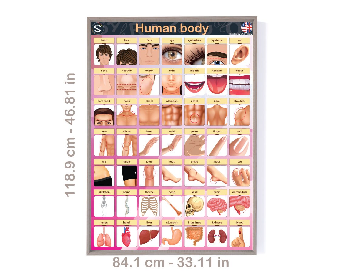 Human Body Parts Poster: English Vocabulary Classroom Decor (Digital Download)