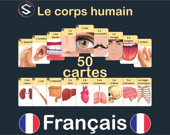 Le corps humain - Français