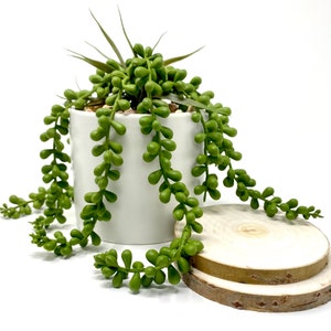 Artificial Succulents Hanging Plants Fake String of Pearls Plant
