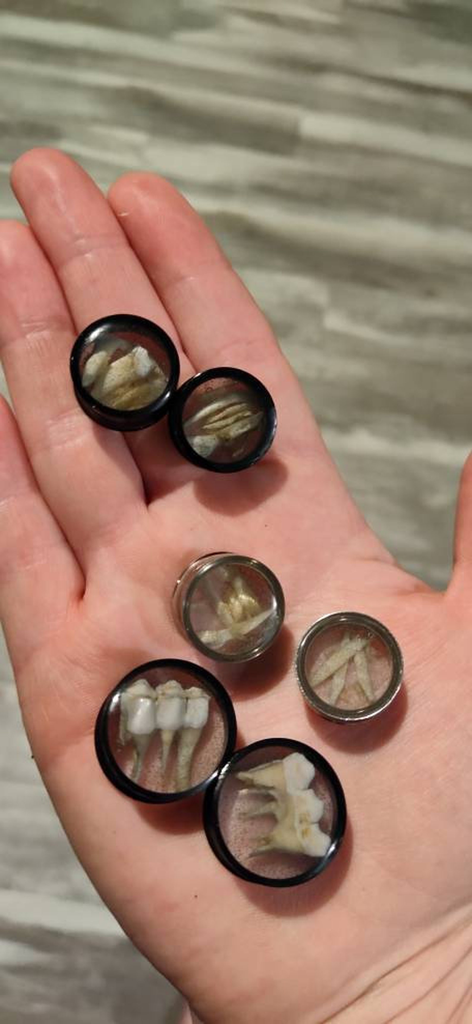 Real teeth bone plugs animal bone plugs glow in the dark plugs Etsy