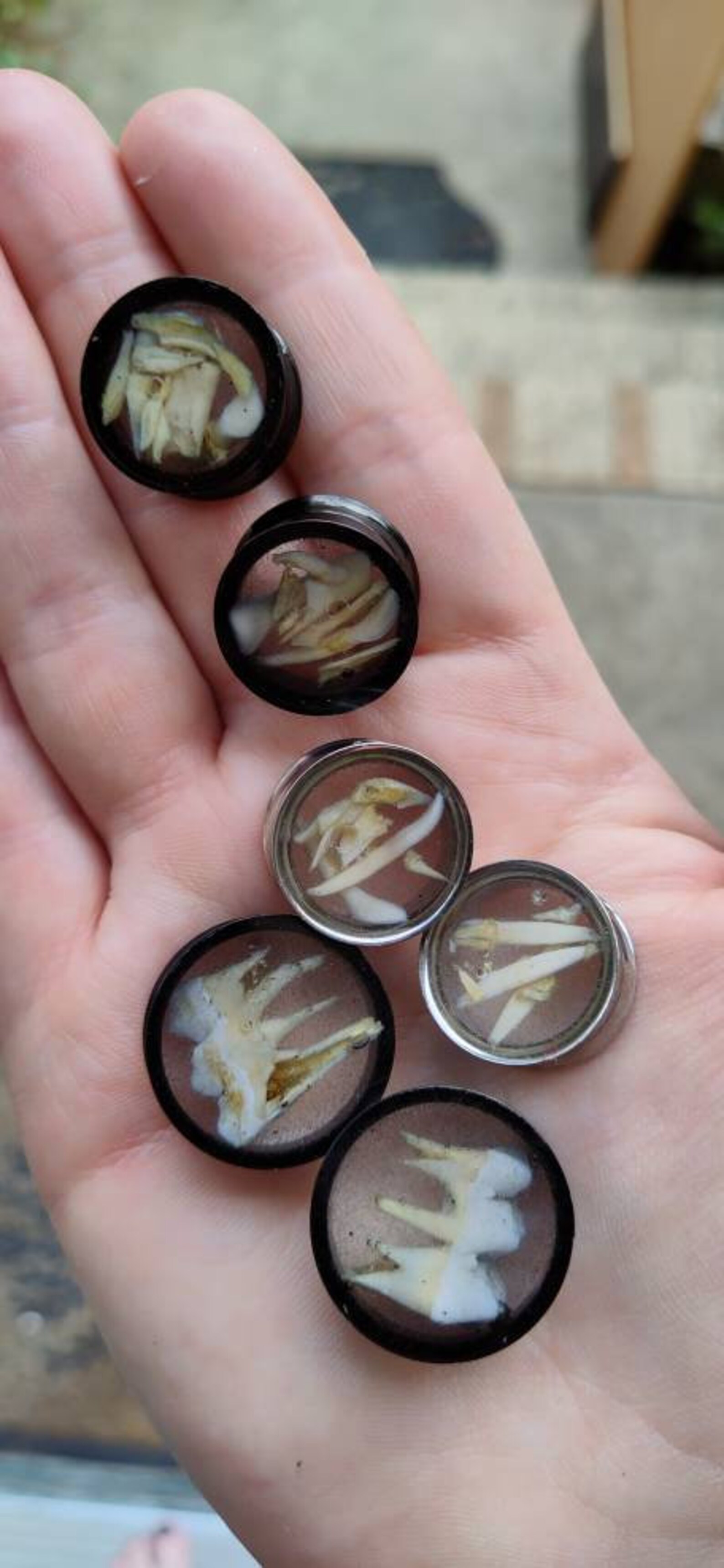 Real teeth bone plugs animal bone plugs glow in the dark plugs Etsy