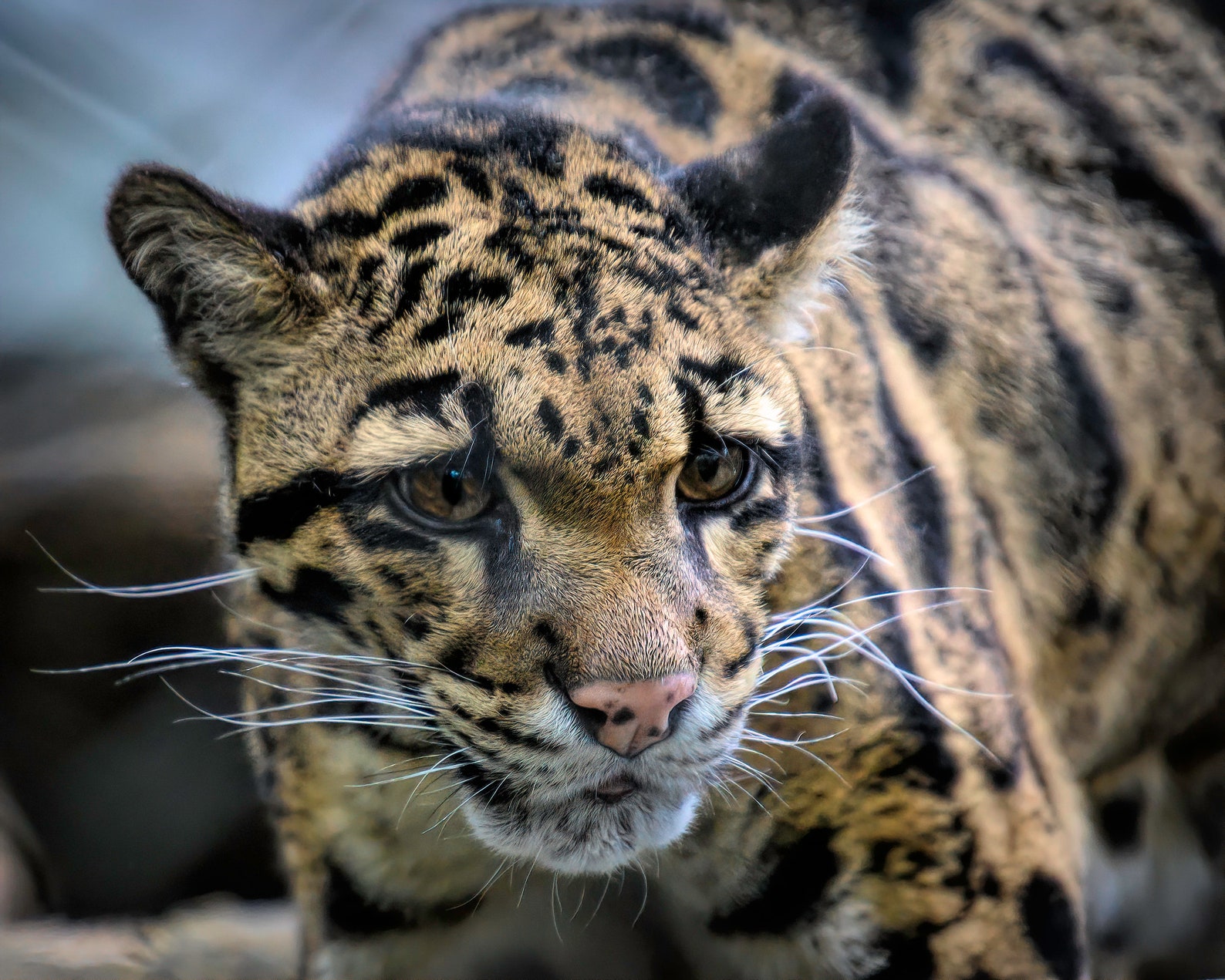 Clouded Leopard 11X14 Canvas Print Etsy