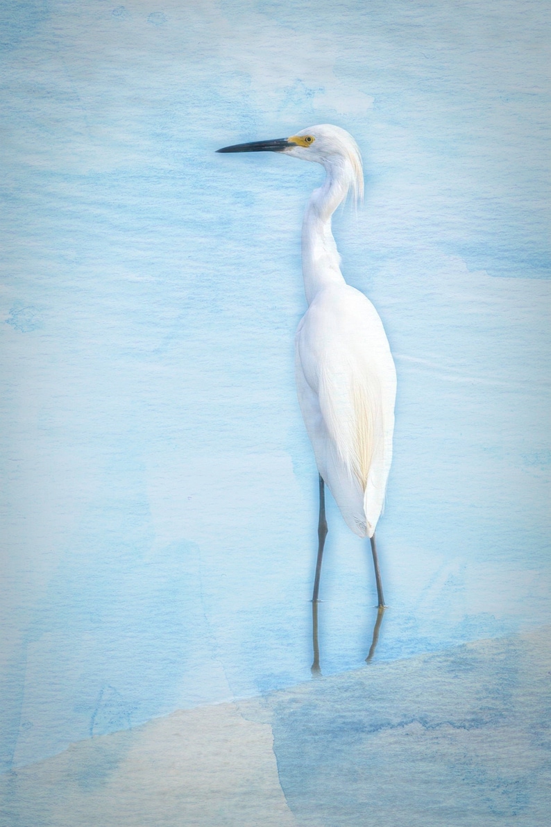 Egret Magnets Set of 2