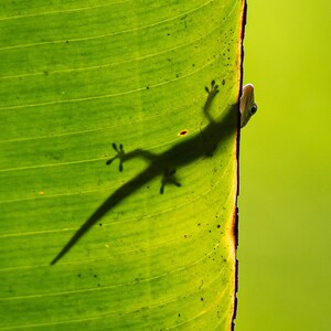 May include: A green leaf with a brown edge, a small lizard is clinging to the edge of the leaf, its shadow is cast on the leaf.
