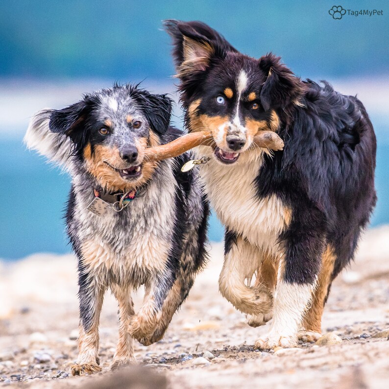 May include: Two dogs, one black and white Australian Shepherd and one blue and white Australian Shepherd, run towards the camera while playing with a stick. The dogs are on a sandy beach with a blue background.