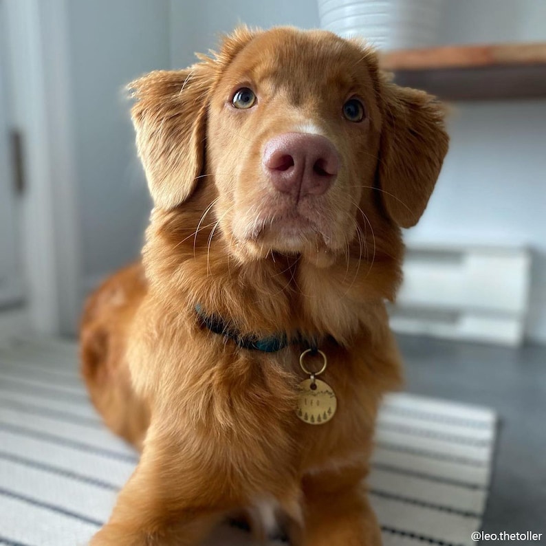 Dog wearing dog tag