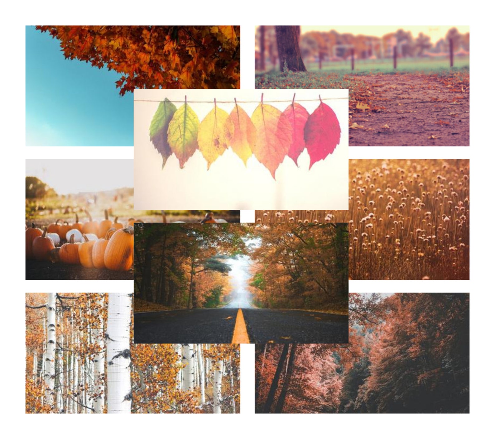 Zoom Background Autumn Fall Collection Student Teacher Etsy