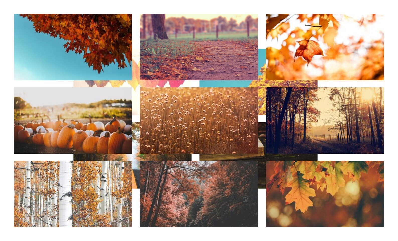fall zoom backgrounds