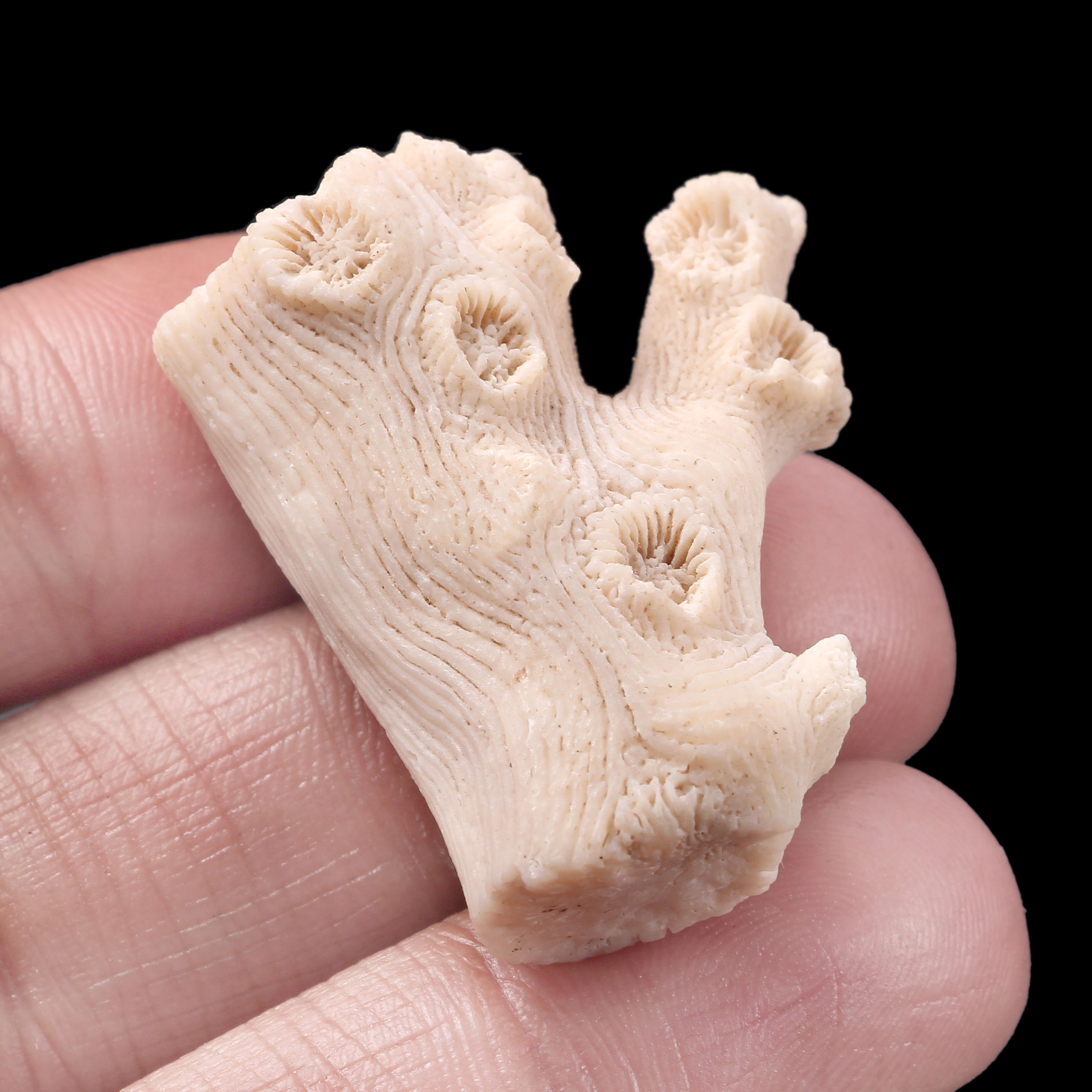 81 Cts 100Natural white coral rough loose gemstone for Etsy