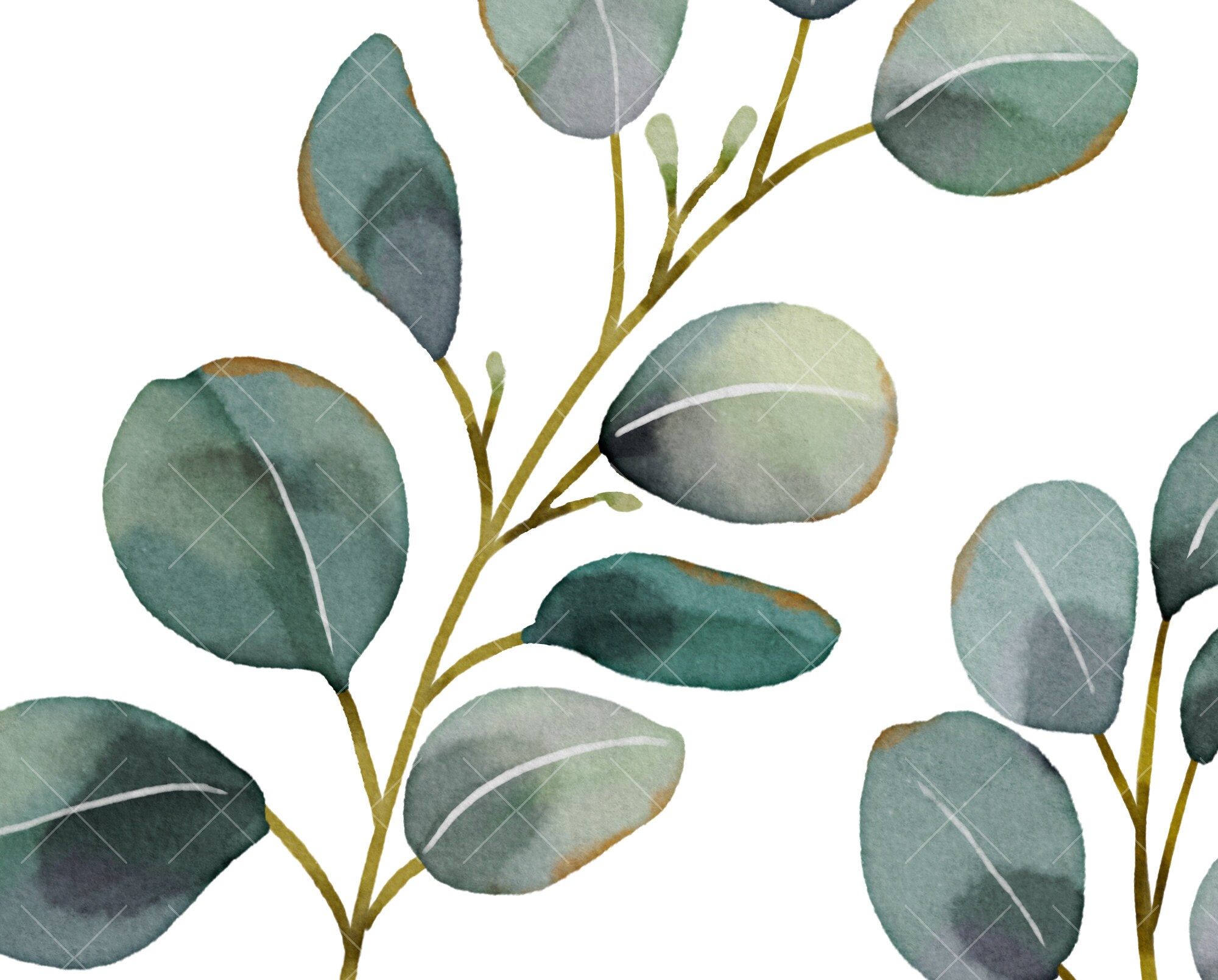 Watercolor Eucalyptus Clipart Baby Blue Greenery Clipart - Etsy