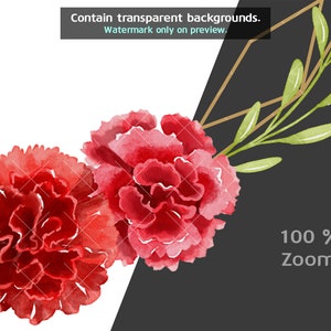 May include: Watercolor illustration of red carnations with green leaves. The flowers are arranged in a semi-circle shape.