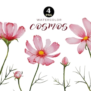 Aquarel botanisch, kosmos bloemen clipart Boho element bloem tekening lente bruiloft tuin kosmos bloemen schetsen roze bloemen uitnodiging