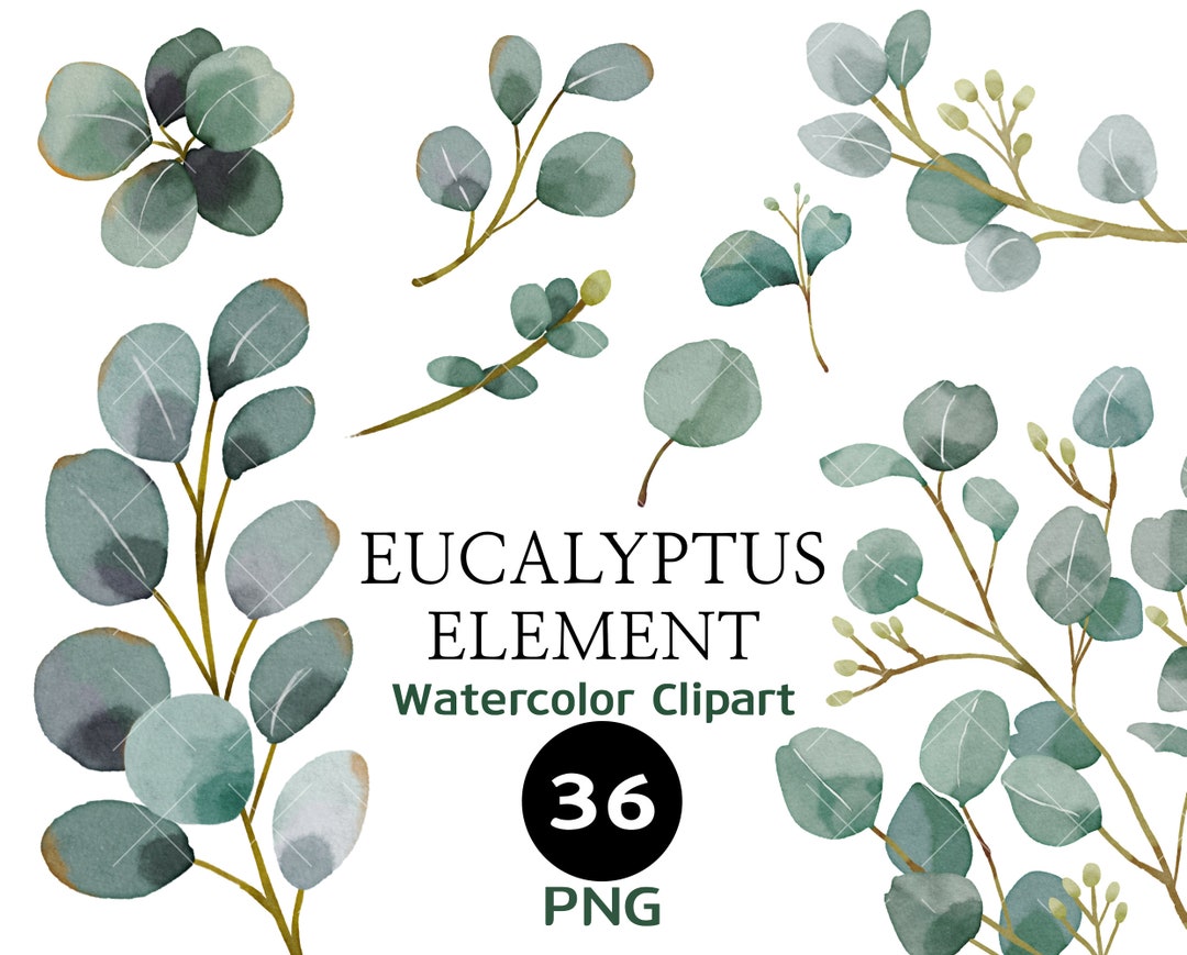 Watercolor Eucalyptus Clipart, Baby Blue Greenery Clipart, Individual ...