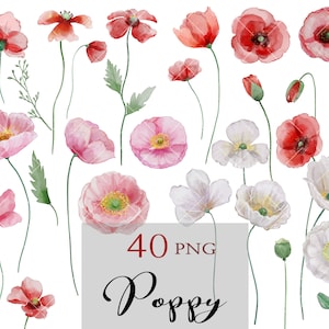 Fleurs de coquelicots, Clipart floral de printemps, coquelicot rouge aquarelle, clip fleurs sauvages, carte de vœux d’invitations de mariage, Boho, rose rouge blanc