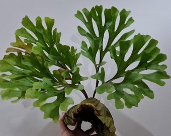 Rare Staghorn Platycerium Willinckii Cv Walrusii Etsy Rare Staghorn Platycerium Willinckii Cv Walrusii Etsy