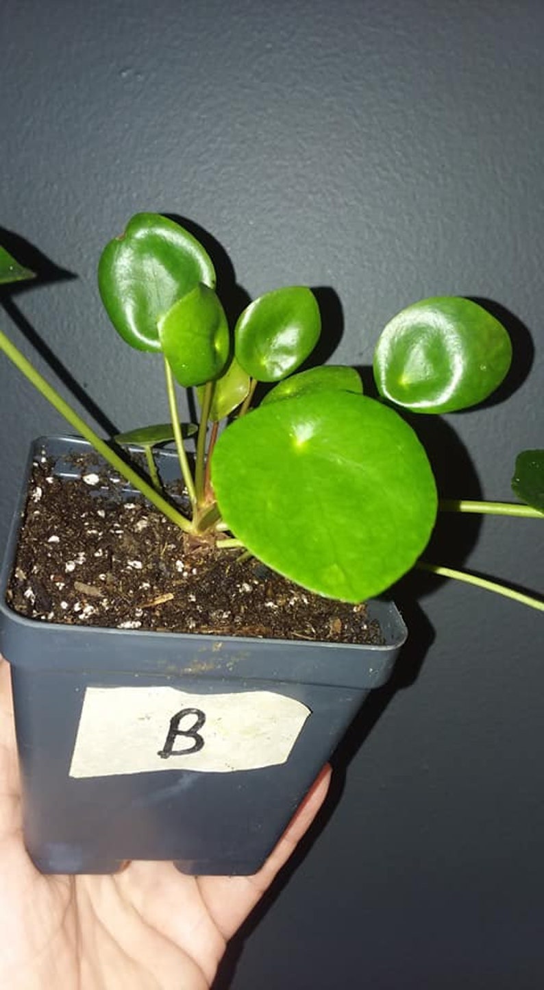 Pilea Peperomia 4 inch pot. Chinese Money Plant Etsy