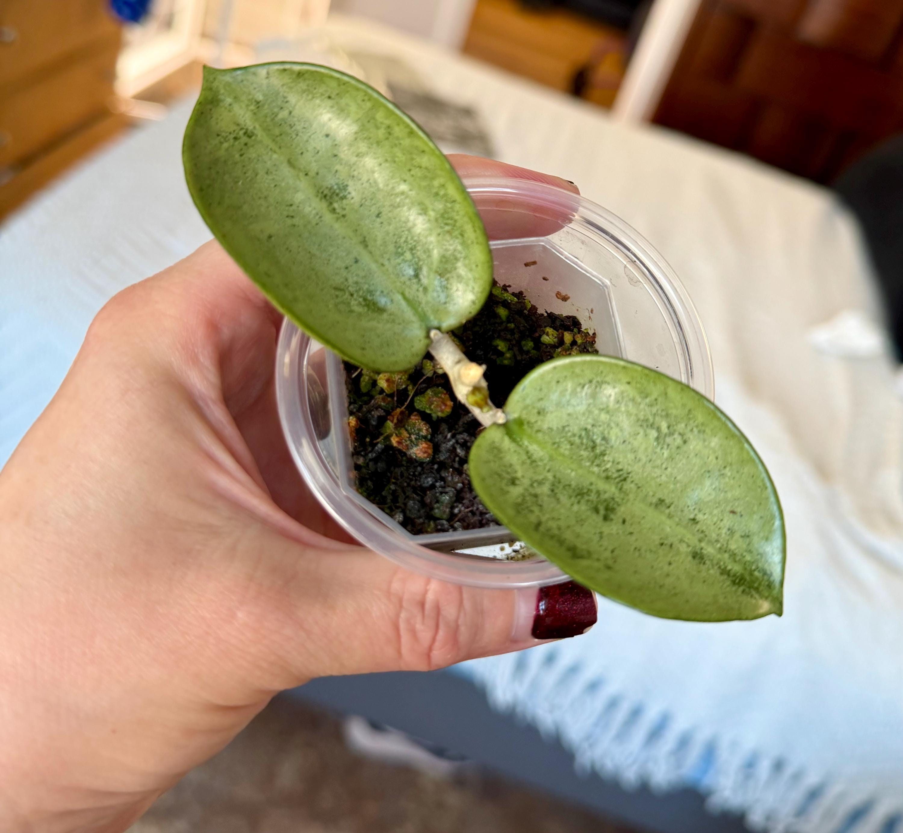 Hoya verticillata - Etsy 日本