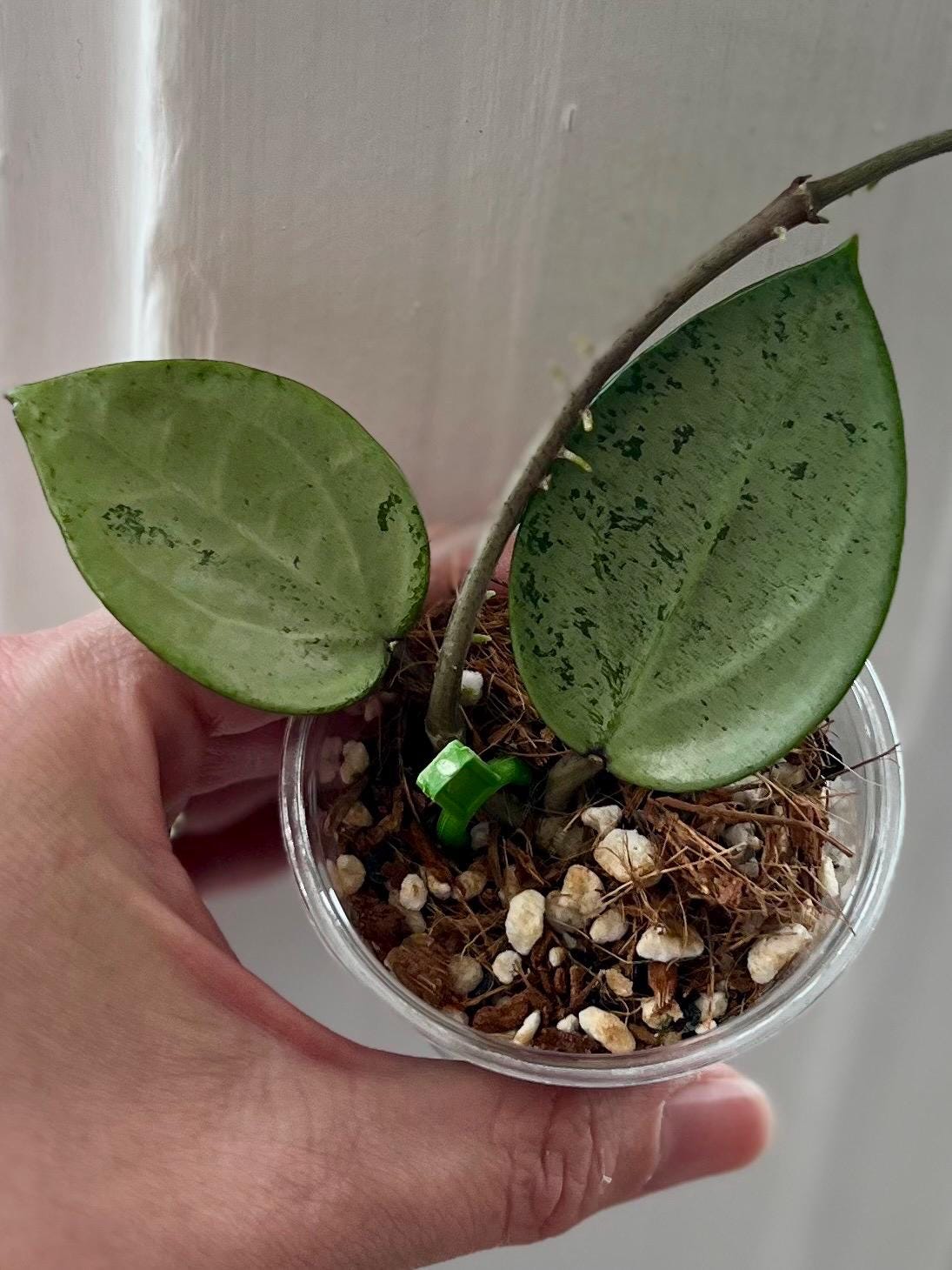 Hoya verticillata silver heart - Etsy Polska