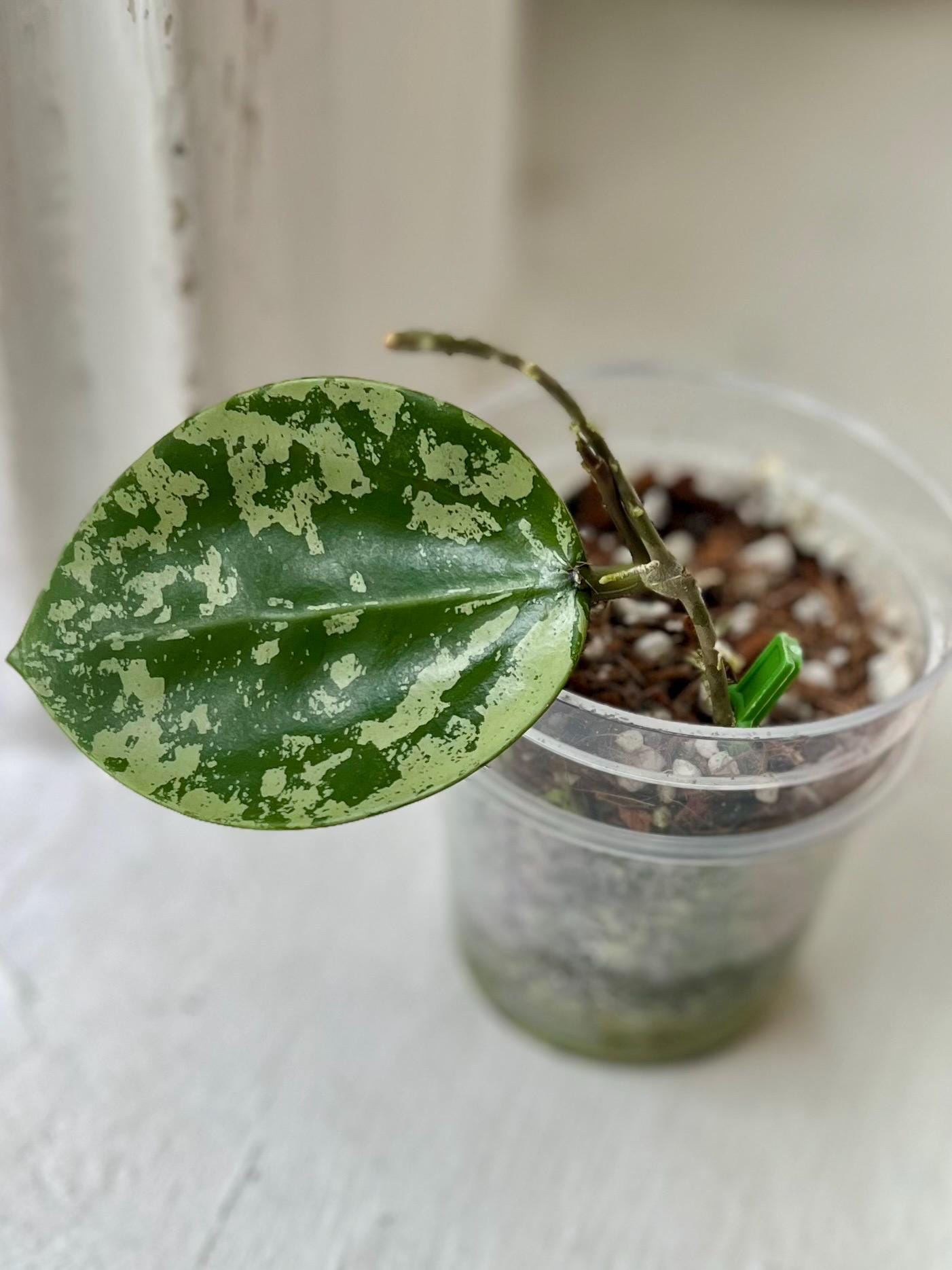 Hoya verticillata silver heart - Etsy Polska