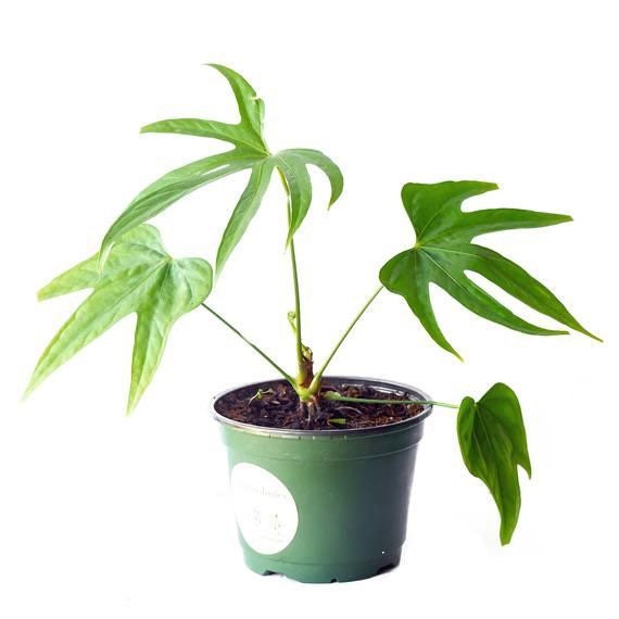 Anthurium Fingers Plug / Pedatoradiatum
