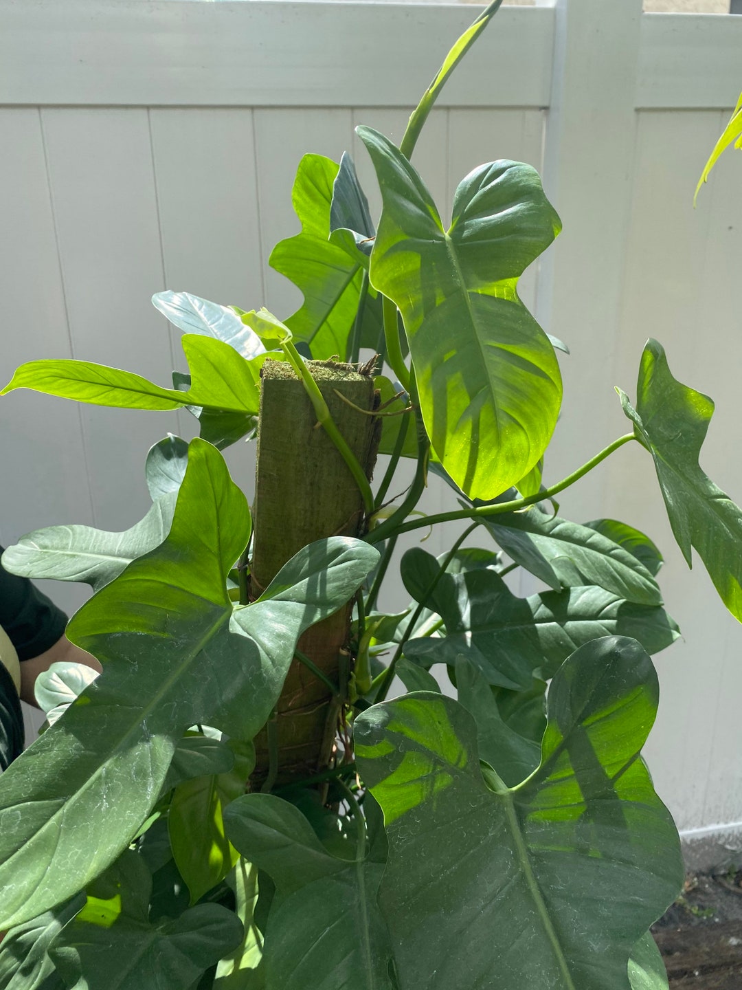 Horse Head Philodendron philodendron Bipennifolium Cuttings Etsy