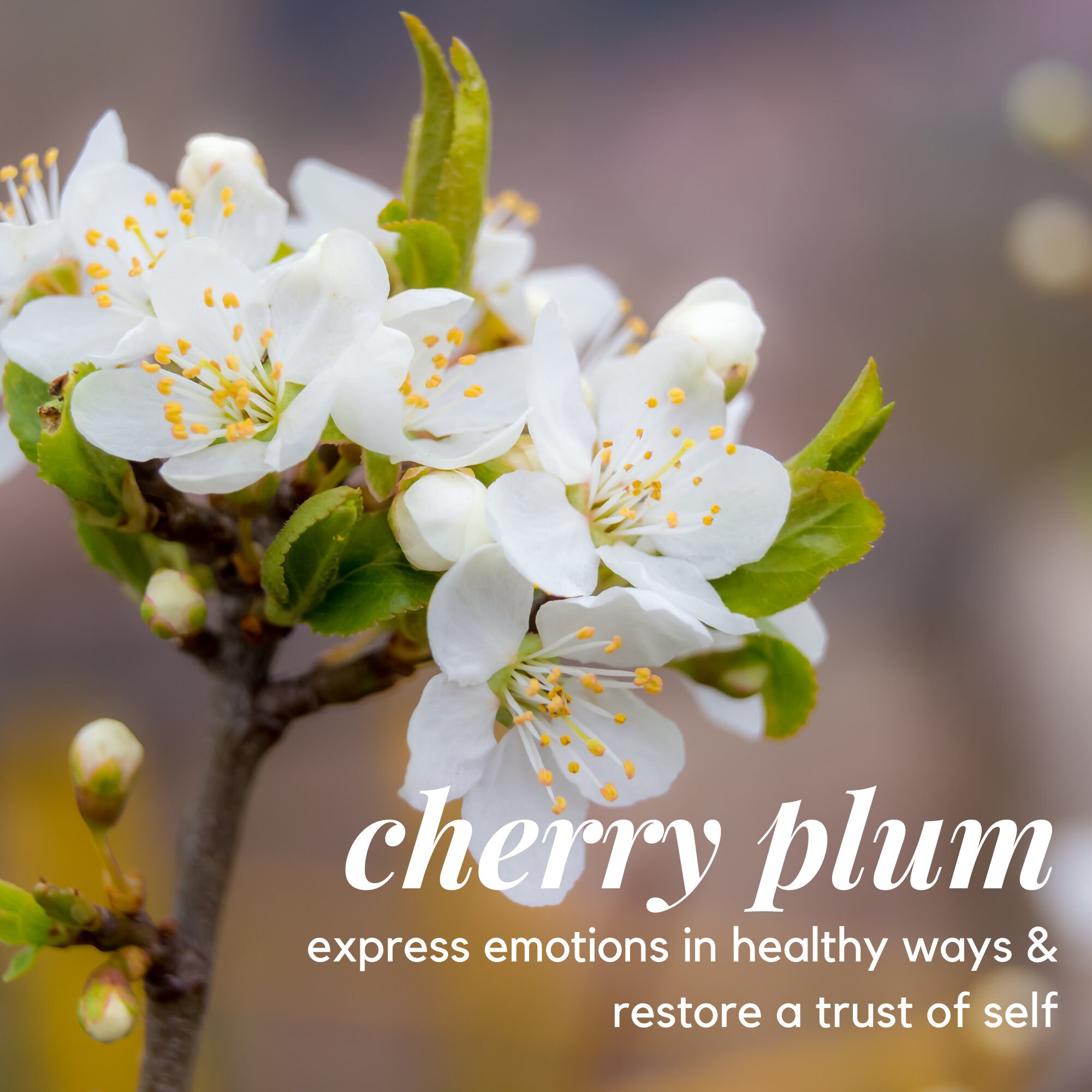 Sexual Trauma Healing Flower Essence Blend Etsy UK