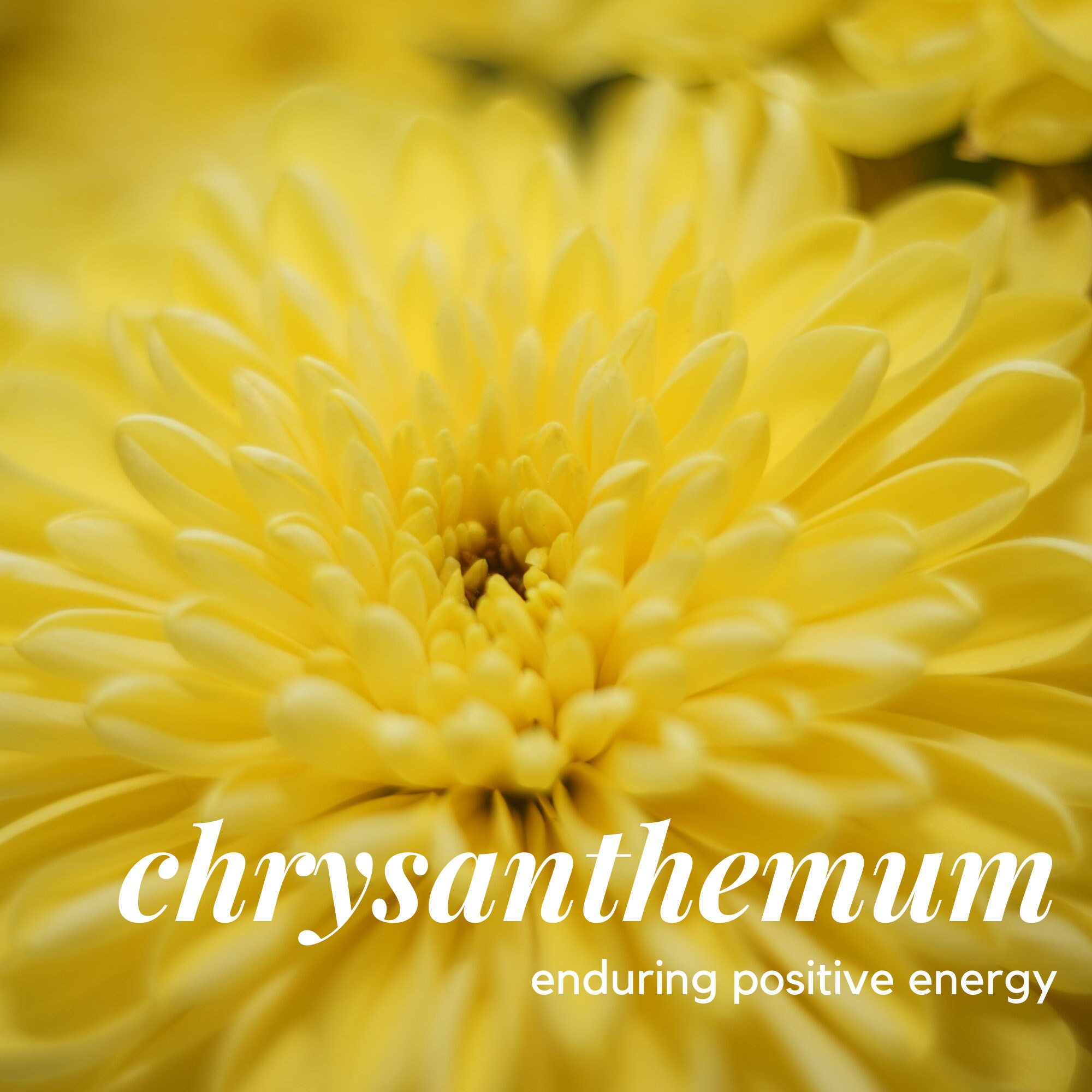 Sexual Trauma Healing Flower Essence Blend Etsy