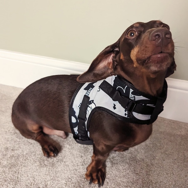 Dog Harness - No Rub - Rockstar Design