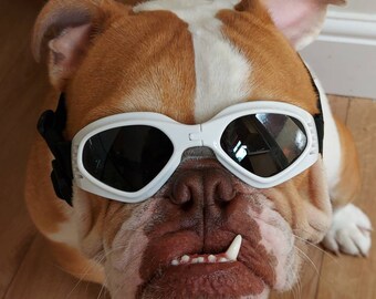 dog sunglasses pets at home