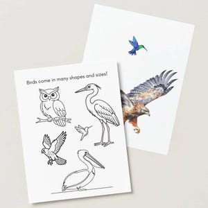 Op de afbeelding: Twee witte papieren prints. Eén toont een aquarel illustratie van een kolibrie en een havik in vlucht. De andere print heeft lijntekeningen van verschillende vogels, met de tekst "Birds come in many shapes and sizes!"