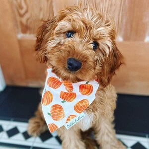 Pumpkin Patch Dog Bandana, Autumn Dog Bandana, Fall Halloween Bandana, Pet Neckwear, Puppy Accessory bild 1