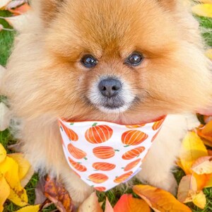 Pumpkin Patch Dog Bandana, Autumn Dog Bandana, Fall Halloween Bandana, Pet Neckwear, Puppy Accessory bild 3
