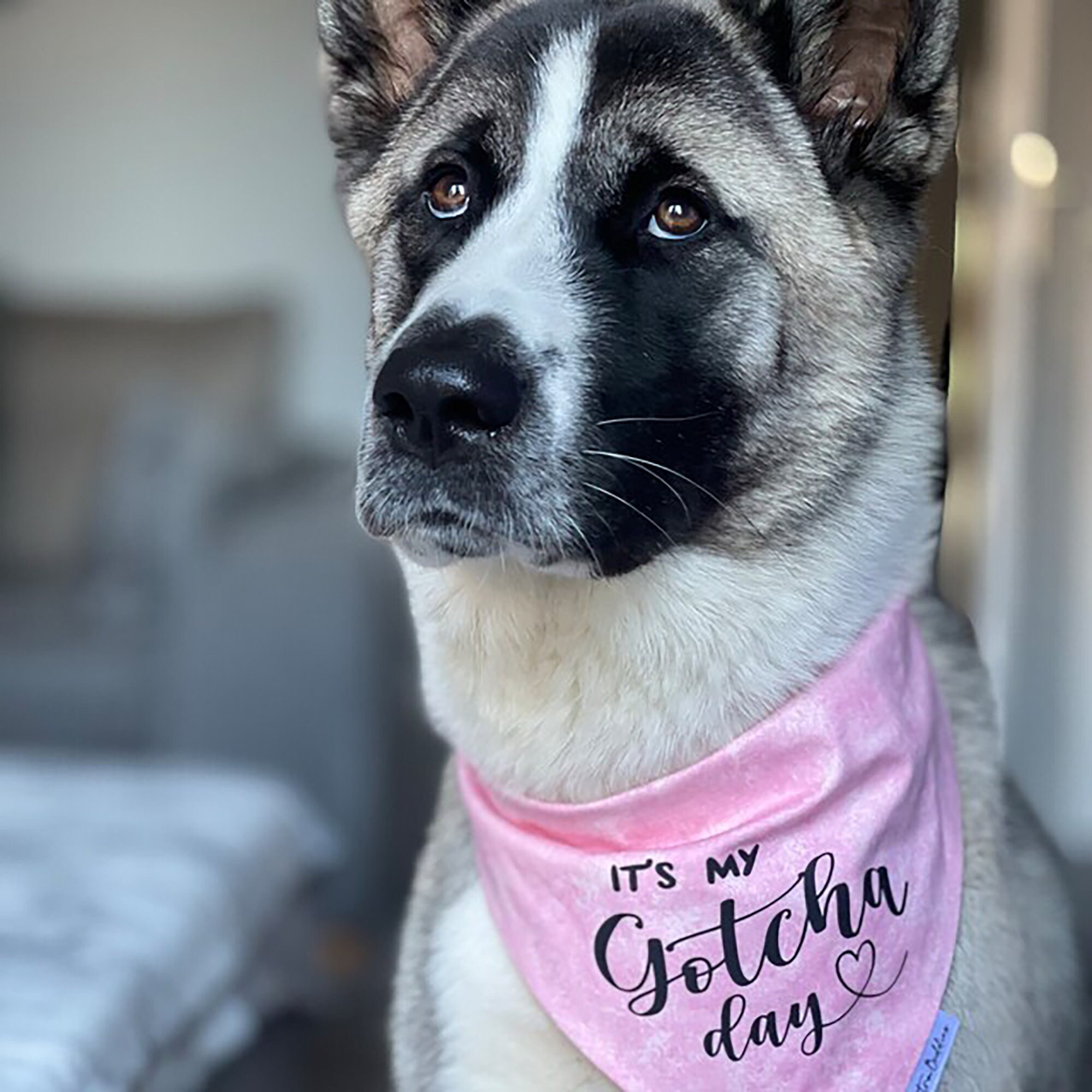 Gotcha Day Dog Bandana It s My Gotcha Day Boy or Girl Design Pink Blue Grey Etsy Canada