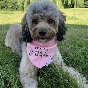 May include: A small, gray and brown dog wearing a pink bandana with the text "It's My Birthday" in black. The dog is sitting in a grassy area.