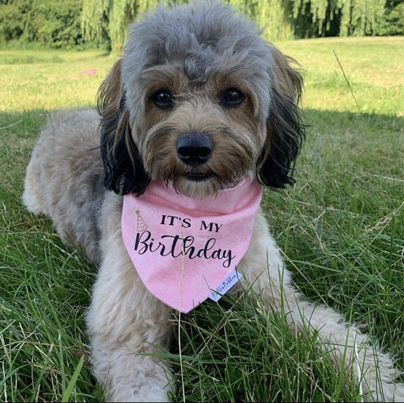 May include: A small, gray and brown dog wearing a pink bandana with the text "It's My Birthday" in black. The dog is sitting in a grassy area.