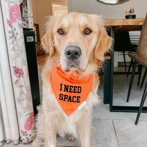 K&ouml;nnte beinhalten: Ein Golden Retriever Hund tr&auml;gt ein leuchtend orangefarbenes, dreieckiges Hundehalstuch. Das Stoffaccessoire ist auf der Vorderseite mit dem Text I NEED SPACE in fetten, schwarzen Gro&szlig;buchstaben bedruckt und hat ein kleines wei&szlig;es Markenetikett.