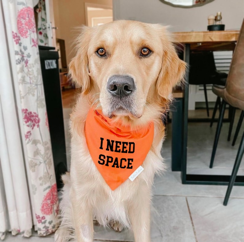K&ouml;nnte beinhalten: Ein Golden Retriever Hund tr&auml;gt ein leuchtend orangefarbenes, dreieckiges Hundehalstuch. Das Stoffaccessoire ist auf der Vorderseite mit dem Text I NEED SPACE in fetten, schwarzen Gro&szlig;buchstaben bedruckt und hat ein kleines wei&szlig;es Markenetikett.