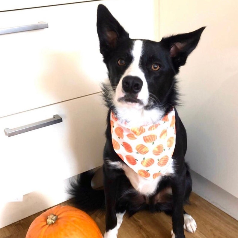 Pumpkin Patch Dog Bandana, Autumn Dog Bandana, Fall Halloween Bandana, Pet Neckwear, Puppy Accessory bild 9