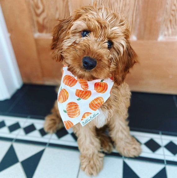 Pumpkin Patch Dog Bandana, Autumn Dog Bandana, Fall Halloween Bandana, Pet Neckwear, Puppy Accessory