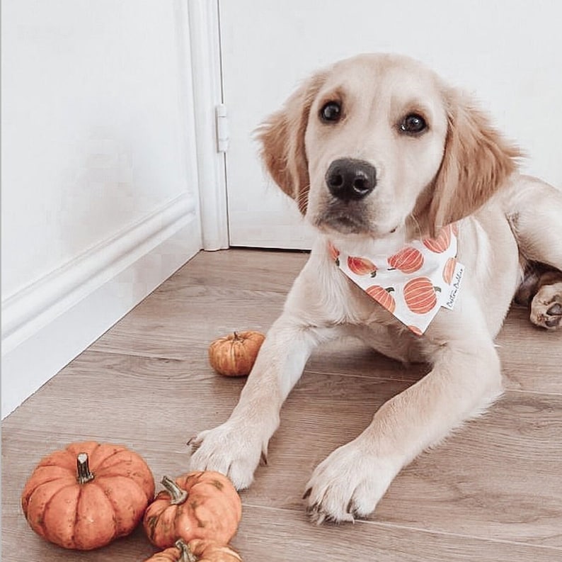 Pumpkin Patch Dog Bandana, Autumn Dog Bandana, Fall Halloween Bandana, Pet Neckwear, Puppy Accessory bild 8