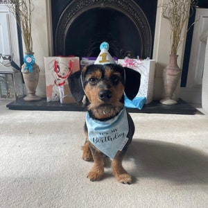 May include: A small brown and black dog wearing a blue bandana with the text "It's My Birthday" and a blue and gold party hat with the number "1" on it. The dog is sitting on a white carpet in front of a fireplace.