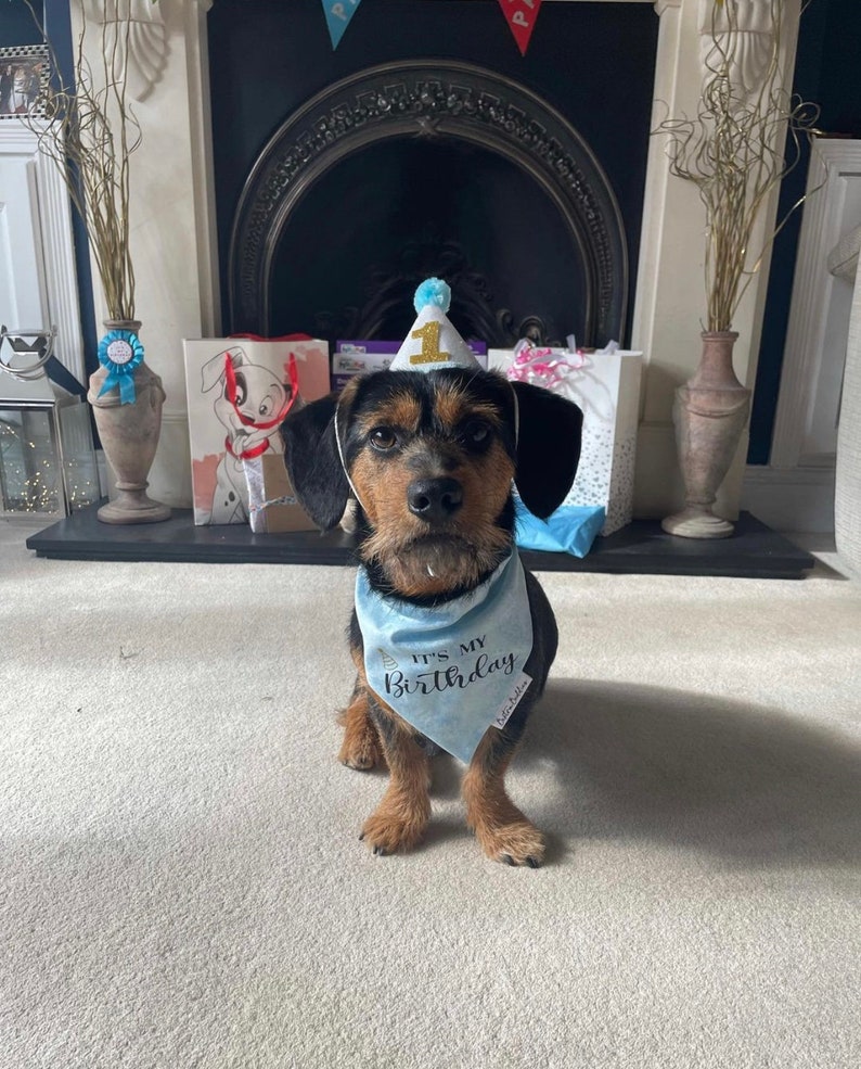 May include: A small brown and black dog wearing a blue bandana with the text "It's My Birthday" and a blue and gold party hat with the number "1" on it. The dog is sitting on a white carpet in front of a fireplace.