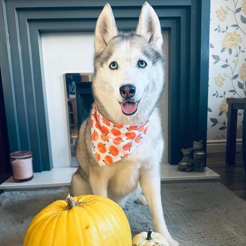 Pumpkin Patch Dog Bandana, Autumn Dog Bandana, Fall Halloween Bandana, Pet Neckwear, Puppy Accessory bild 16