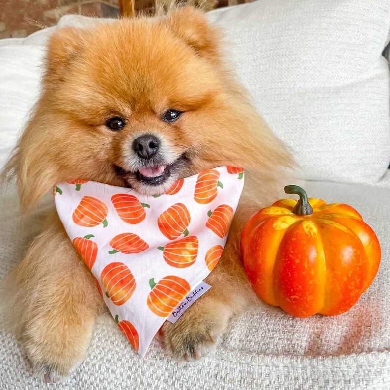 Pumpkin Patch Dog Bandana, Autumn Dog Bandana, Fall Halloween Bandana, Pet Neckwear, Puppy Accessory bild 6