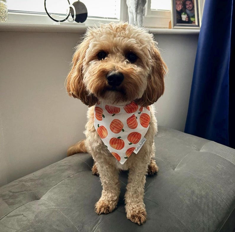 Pumpkin Patch Dog Bandana, Autumn Dog Bandana, Fall Halloween Bandana, Pet Neckwear, Puppy Accessory bild 7