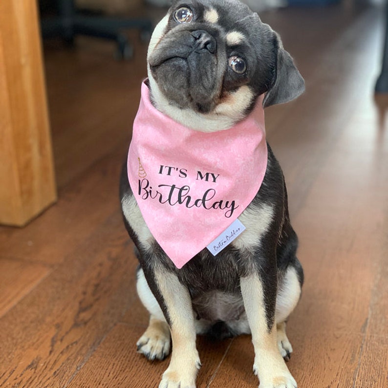 May include: A black and tan pug wearing a pink bandana with the text "It's My Birthday" in black. The bandana has a gold glitter design.