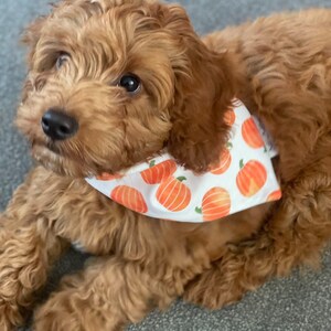 Pumpkin Patch Dog Bandana, Autumn Dog Bandana, Fall Halloween Bandana, Pet Neckwear, Puppy Accessory bild 11