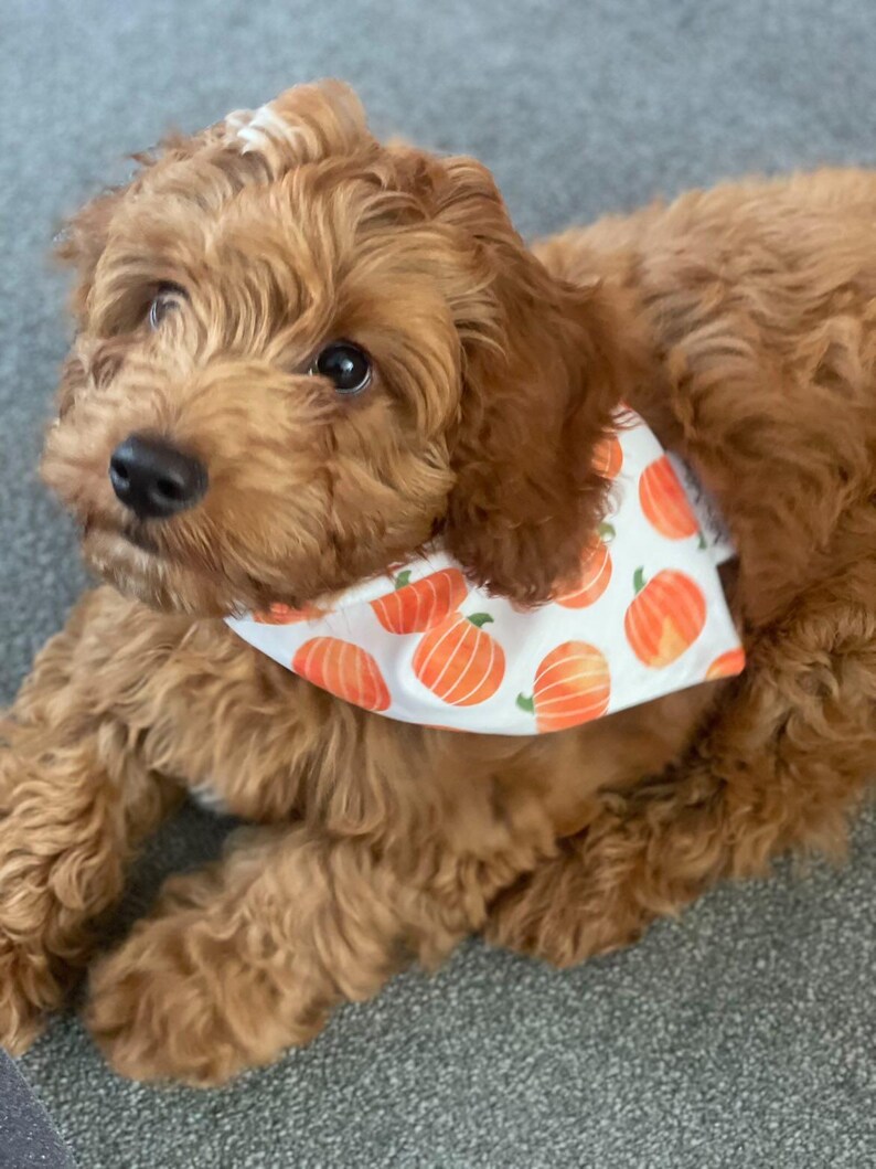 Pumpkin Patch Dog Bandana, Autumn Dog Bandana, Fall Halloween Bandana, Pet Neckwear, Puppy Accessory bild 11