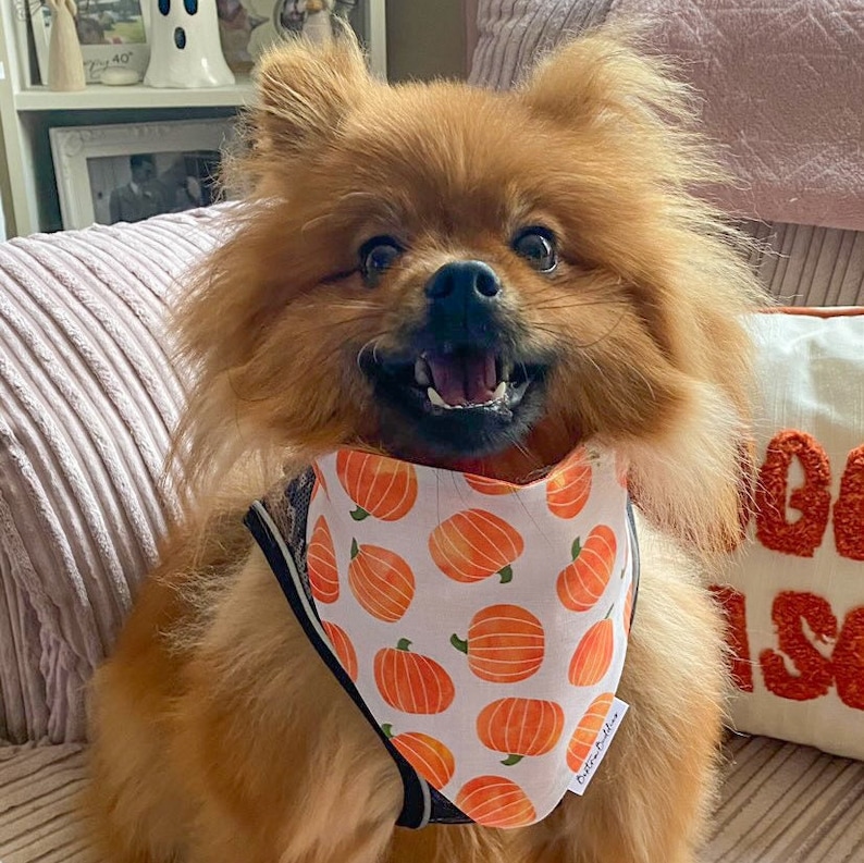 Pumpkin Patch Dog Bandana, Autumn Dog Bandana, Fall Halloween Bandana, Pet Neckwear, Puppy Accessory bild 10